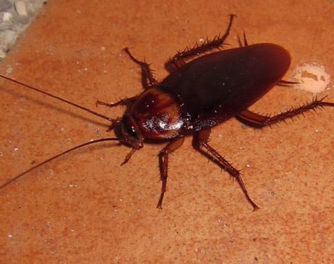 American Cockroach