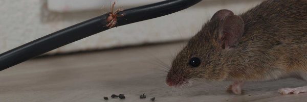 mice-banner-1