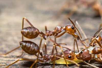 field-ant Ants exterminator